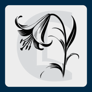 Black and white lily flower drooping, representing mourning and remembrance after loss and bereavement.